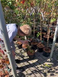 Zdjęcie - Ogród Kapas